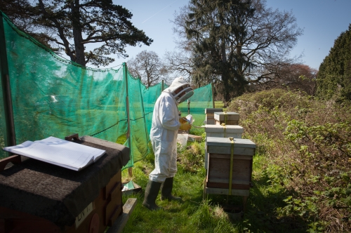 Leigh Court bees