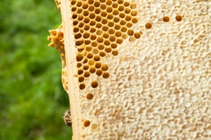 Raw honey from Leigh Court