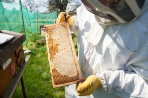 Leigh Court honey