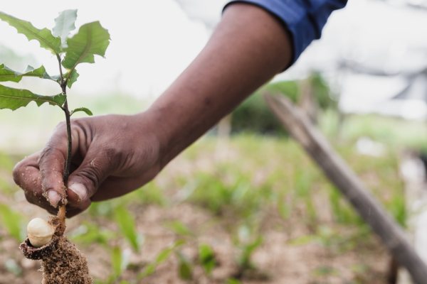 For every wedding held here, we plant trees as a gift to the couple | Leigh Court